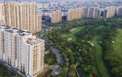 Camellias in Gurugram