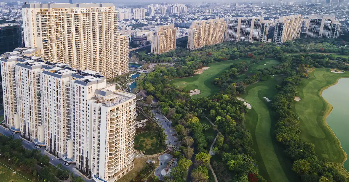 Camellias in Gurugram